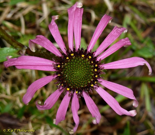 {Echinacea simulata}